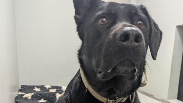 Ausgesetzt und an Laterne festgekettet: Rüde landet im Tierheim Nürnberg