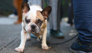 Bulldogge vor Supermarkt geklaut - Zeuge führt Polizei zu Dieb