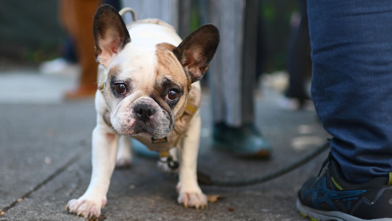 Bulldogge vor Supermarkt geklaut - Zeuge führt Polizei zu Dieb