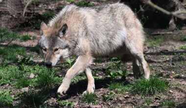 Brandenburg nimmt den Wolf ins Jagdrecht auf