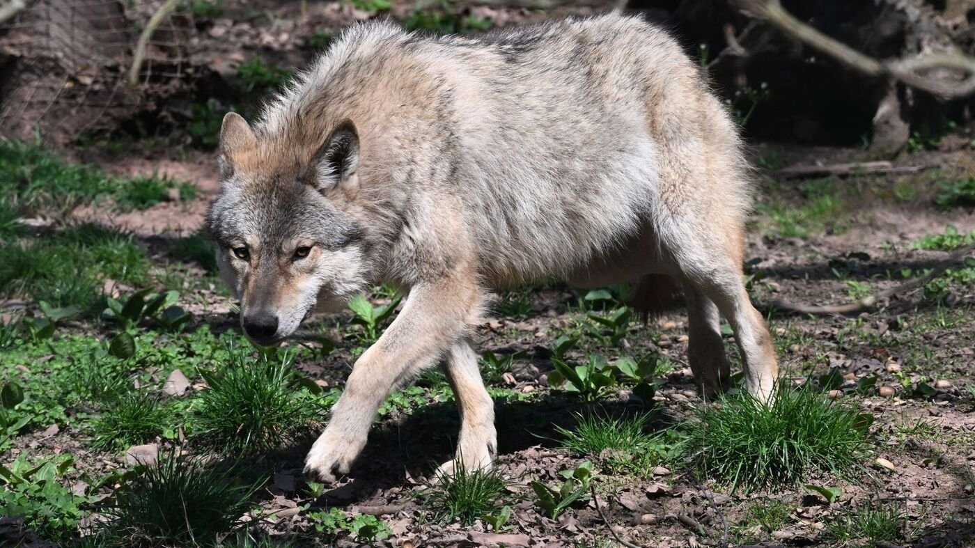 Brandenburg nimmt den Wolf ins Jagdrecht auf