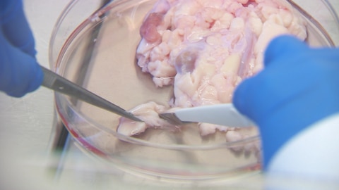 Weihnachtsgans aus dem Labor: Aus diesen Fleischabfällen entnimmt das Stuttgarter Forschungsteam wichtige Zellen zur Herstellung des Laborfleischs. (Foto: SWR) Weihnachtsgans aus dem Labor: Aus diesen Fleischabfällen entnimmt das Stuttgarter Forschungsteam wichtige Zellen zur Herstellung des Laborfleischs.