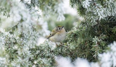 Wetterprognose: Kälteste Weihnachten seit 15 Jahren erwartet