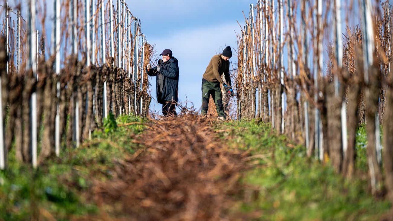 Wein: Bauernverband sieht deutschen Weinbau in "historischer Krise"