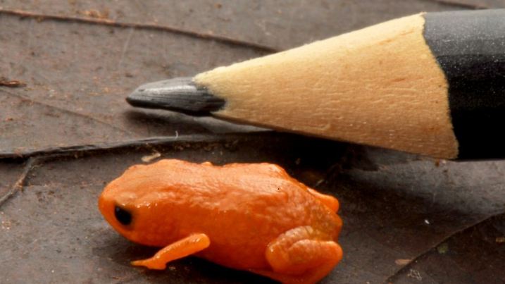 Neues Fröschlein in Brasilien entdeckt