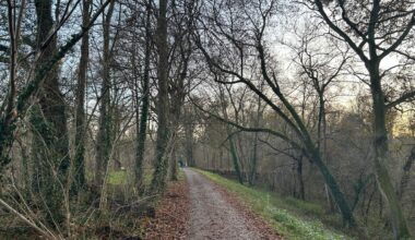 Rheindammsanierung Mannheim: Bürgerinitiative zuversichtlich - SWR Aktuell