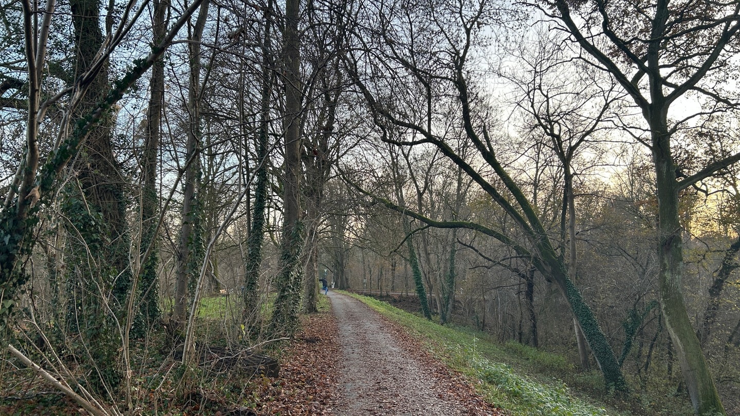 Rheindammsanierung Mannheim: Bürgerinitiative zuversichtlich - SWR Aktuell