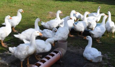 Brandenburg: Lage bei Vogelgrippe entspannt sich in Oberhavel: Geflügel darf wieder in den Freilauf