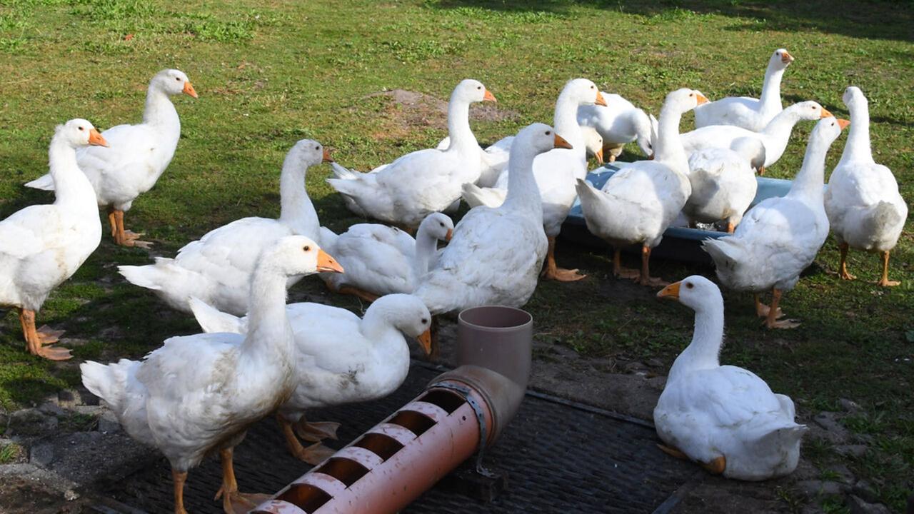 Brandenburg: Lage bei Vogelgrippe entspannt sich in Oberhavel: Geflügel darf wieder in den Freilauf