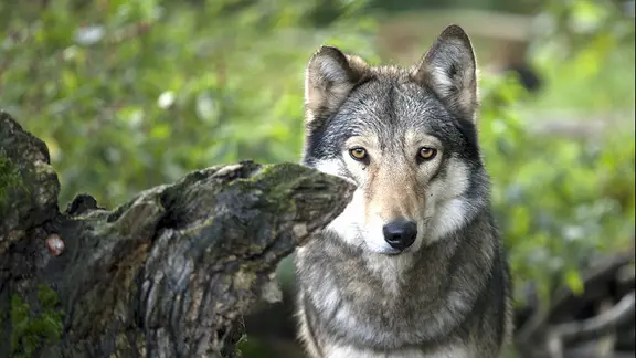 Ein Wolf in einem Wildpark-Gehege.