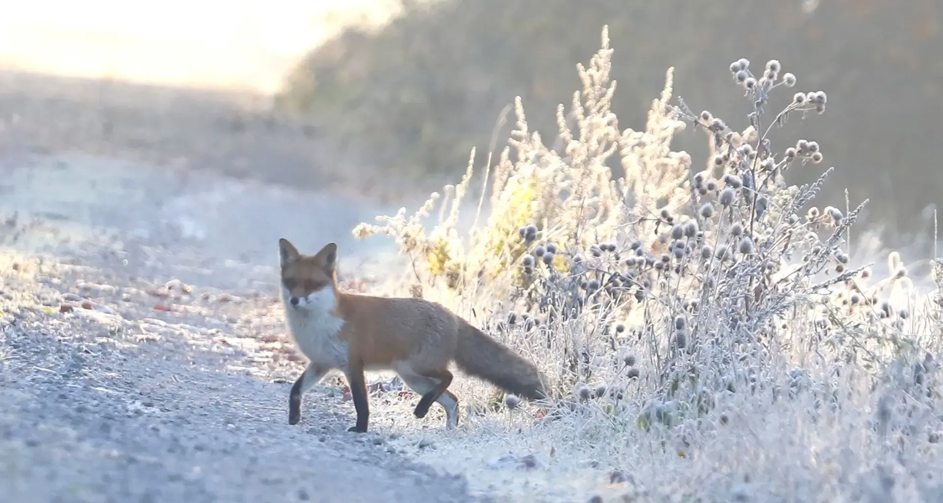 Northeim: Fuchs streunt durch Innenstadt und beißt Mädchen