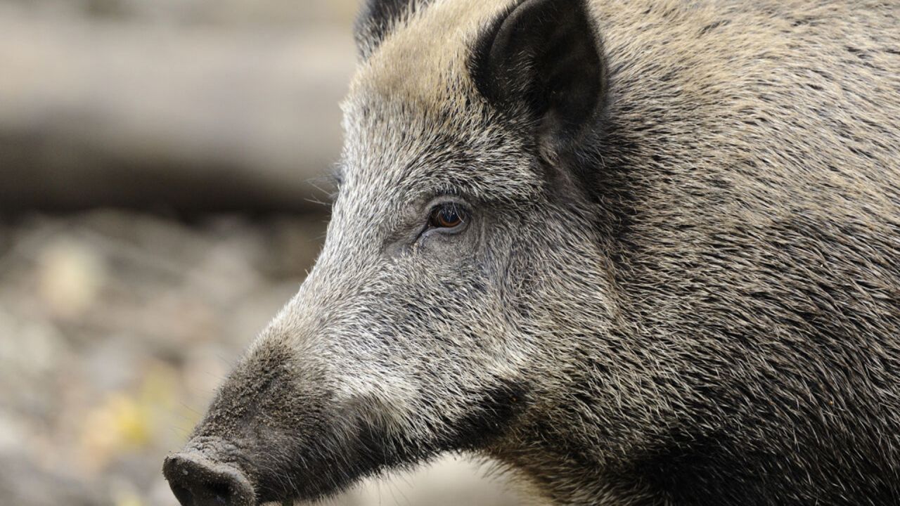 Brandenburg an der Havel: Wildschwein landet in Swimmingpool