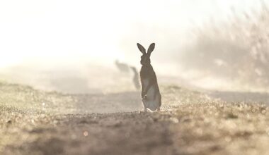 Böller und Blitze - so erleben Wildtiere die Silvesternacht