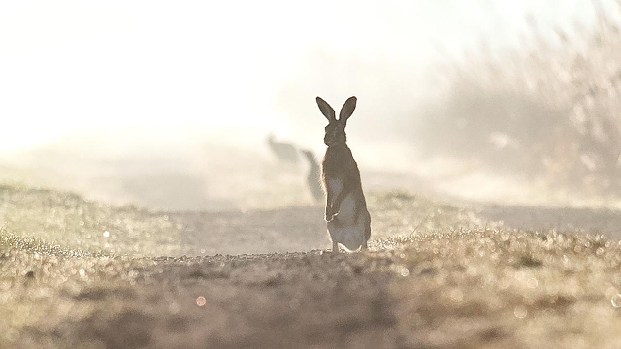 Böller und Blitze - so erleben Wildtiere die Silvesternacht