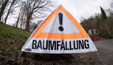 Wo in Chemnitz derzeit Bäume gefällt werden