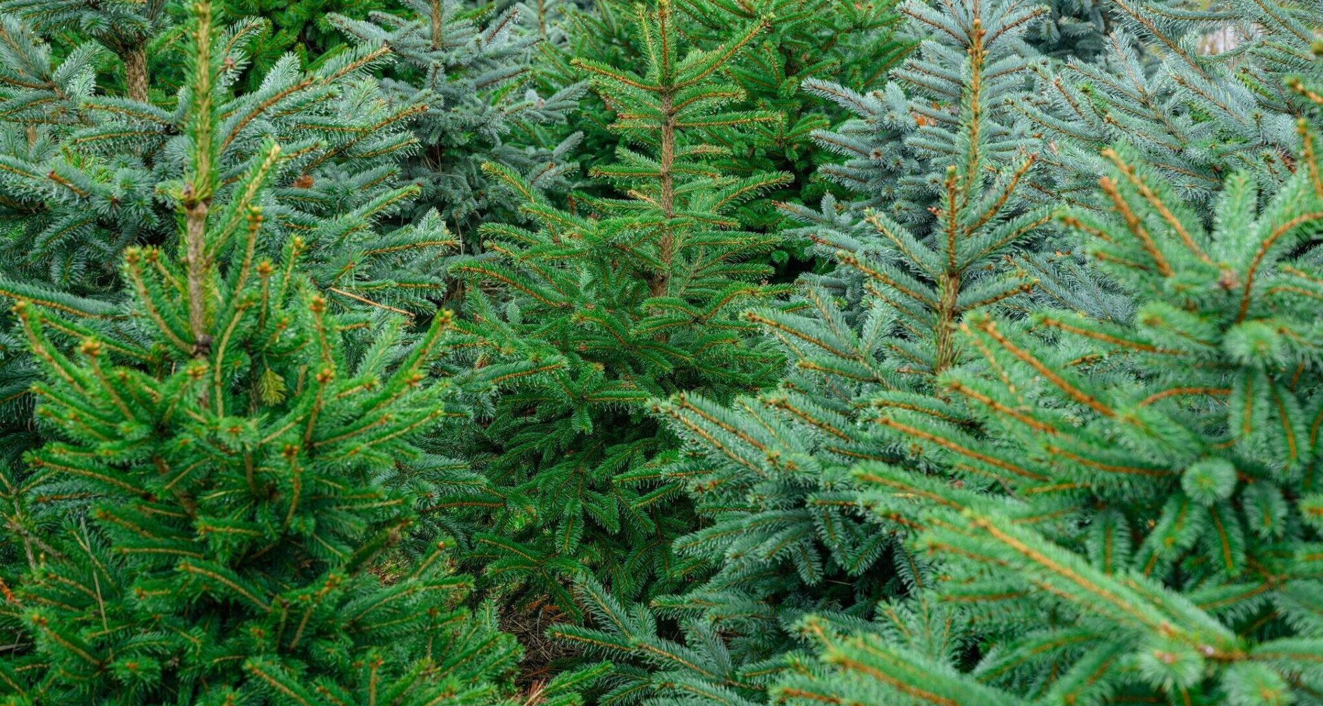 Hier können Weihnachtsbäume selber gefällt werden