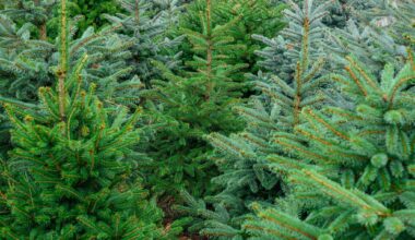 Hier können Weihnachtsbäume selber gefällt werden