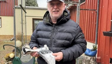 Große Kreisschau in Altmittweida