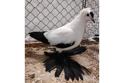 Große Kreisschau in Altmittweida - Sächsische Storchtaube (Farbe: schwarz).