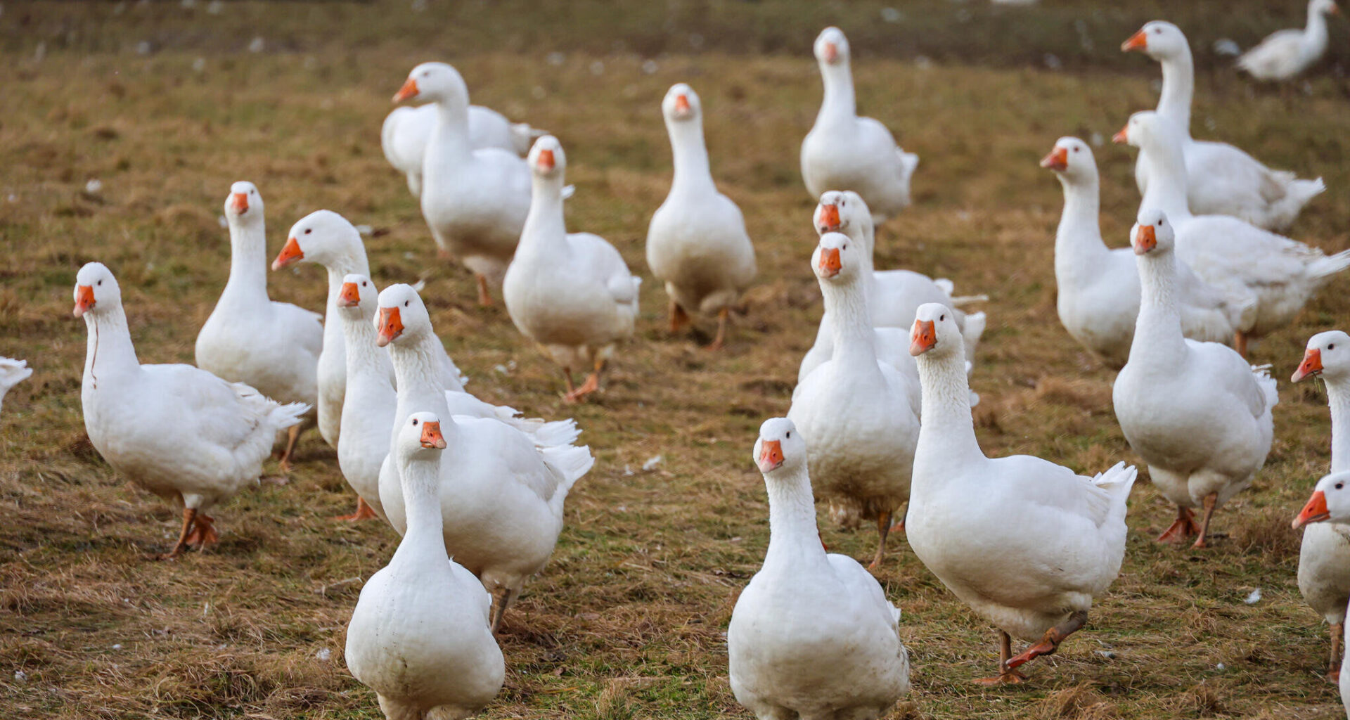 Was kostet die Gans? So teuer ist der Festtagsbraten im Erzgebirge
