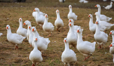 Was kostet die Gans? So teuer ist der Festtagsbraten im Erzgebirge