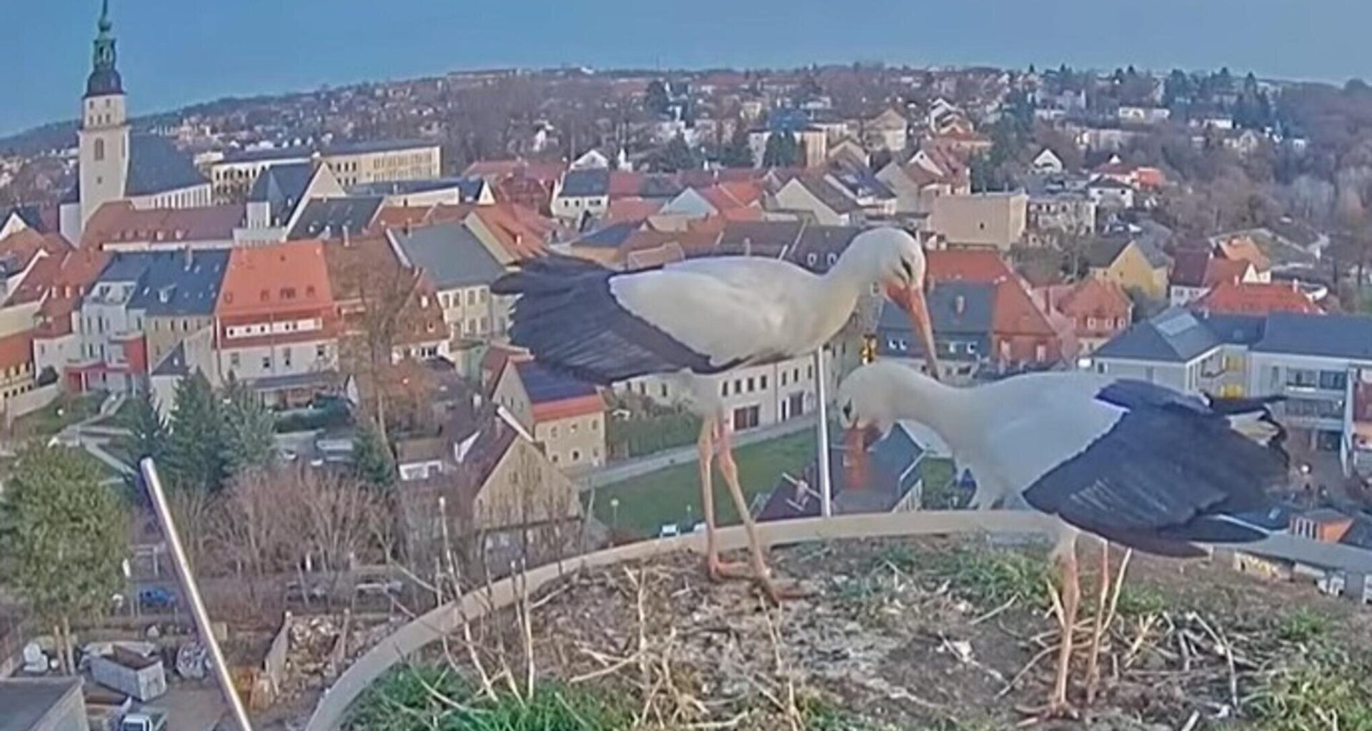 Überwintern zwei Störche über den Dächern von Frankenberg?