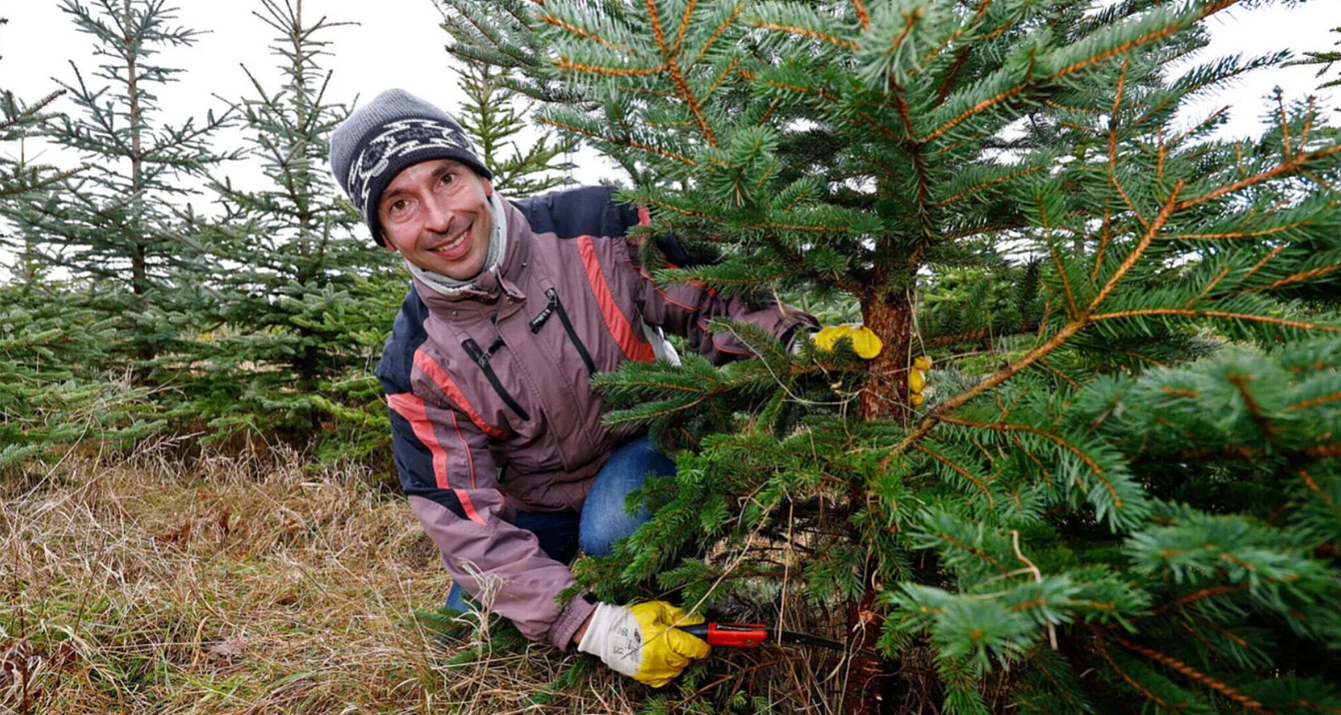 Große Auswahl für den Weihnachtsbaum-Endspurt