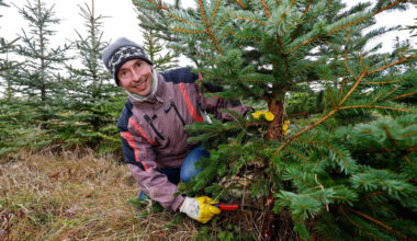 Große Auswahl für den Weihnachtsbaum-Endspurt