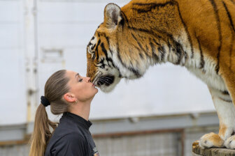 Die, die den Tiger küsst: Carmen Zander ist einst in großen Manegen aufgetreten. Aktuell ist ihre Situation prekär.