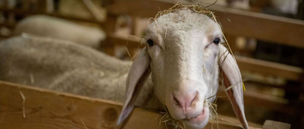 Schafe, Esel, Ochse – wie steht es um die Krippentiere?