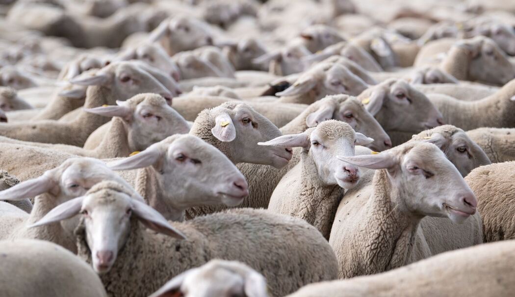 Schafherde Schafherde