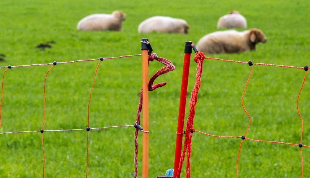 Schafe und Zaun Schafe und Zaun