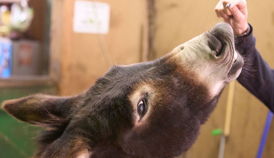 Esel streicheln zum Stressabbau Esel streicheln zum Stressabbau