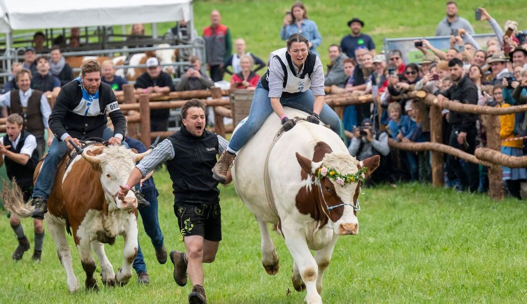 Erstes Ochsenrennen in Hadorf Erstes Ochsenrennen in Hadorf