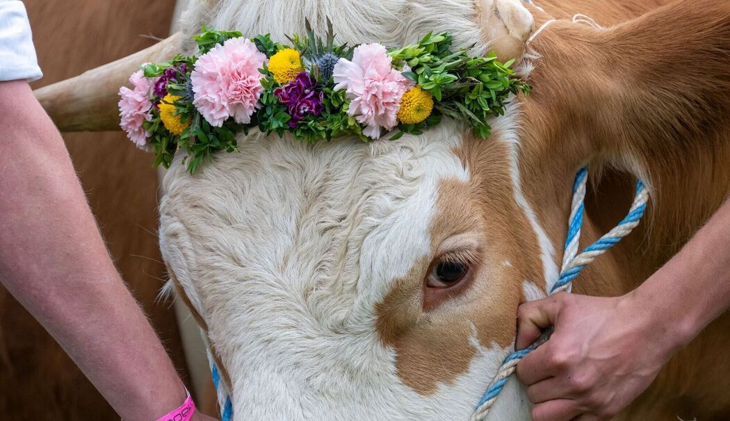 Erstes Ochsenrennen in Hadorf Erstes Ochsenrennen in Hadorf