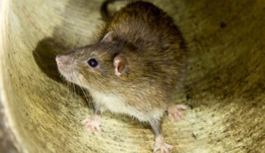 Rattenjagd am Dresdner Umweltministerium