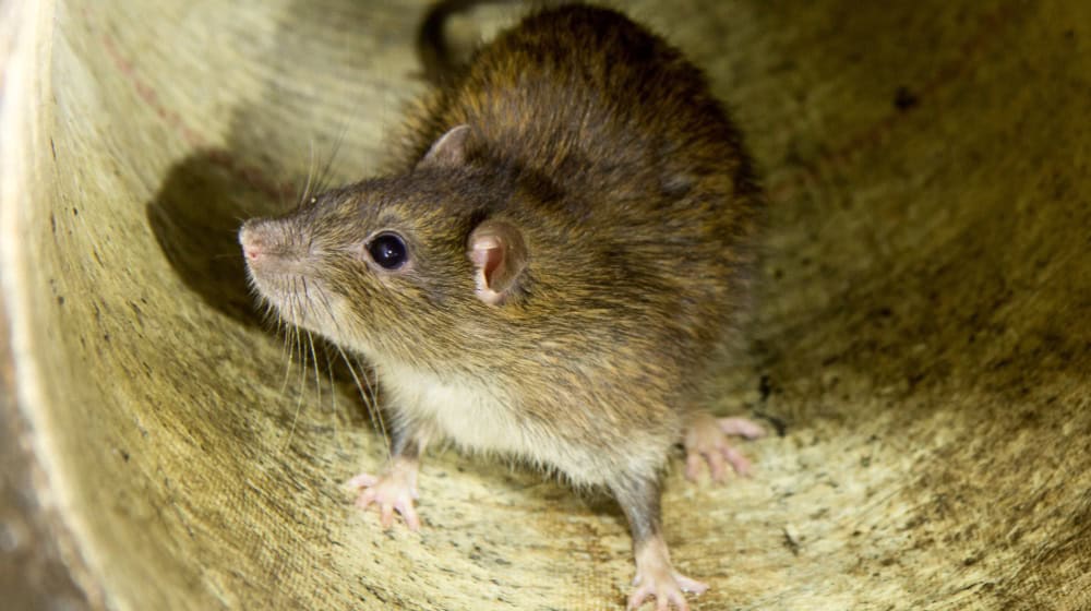 Rattenjagd am Dresdner Umweltministerium