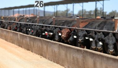 Australien baut Export von Getreide-Mast-Rindfleisch aus, während US-Produktion schwächelt