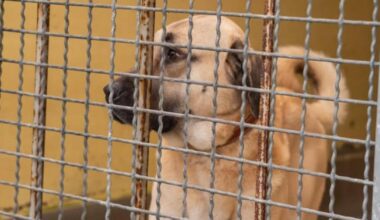 Tierheim Nürnberg richtet Appell an Besucher