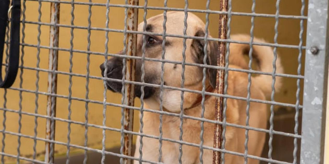 Tierheim Nürnberg richtet Appell an Besucher