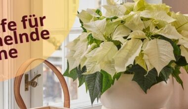 Erste Hilfe für schwächelnde Sterne: So kommen Weihnachtssterne wieder in Bestform