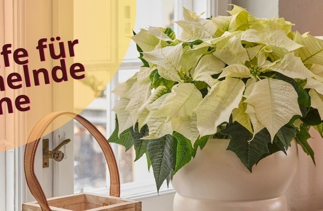 Erste Hilfe für schwächelnde Sterne: So kommen Weihnachtssterne wieder in Bestform