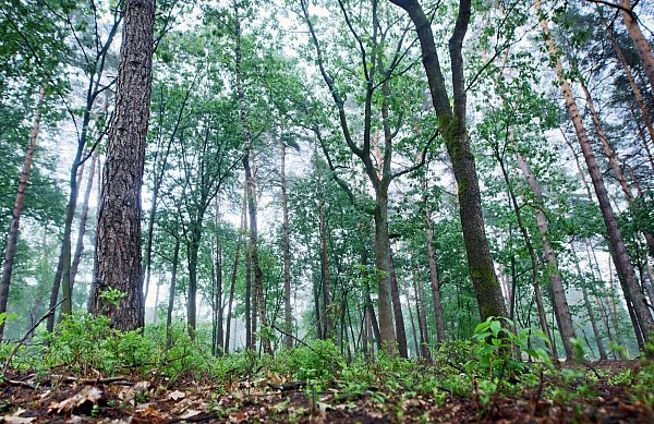 Bei einem Spaziergang ist ein ruhiger Start ins Jahr 2026 möglich. - © Symbolfoto: Sarah Jonek