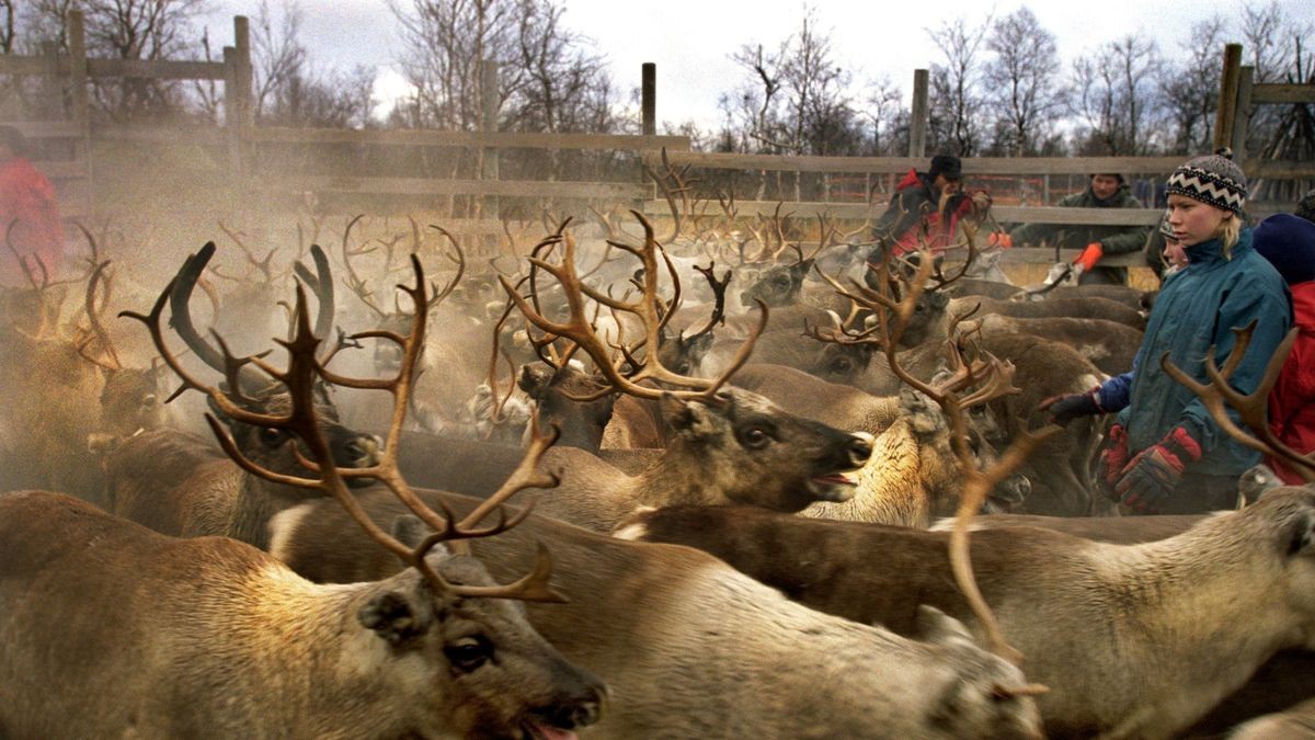 Die Sámi leben als indigenes Volk in Norwegen, Schweden, Finnland und Russland. Die Rentierhaltung ist ein zentrales Element ihrer Kultur.