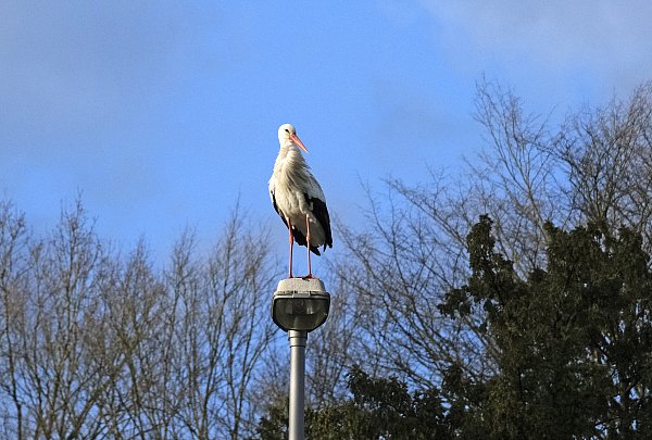 Die Storchendame "Frau Meier" vom Johannisberg starb im Januar. Viele Bielefelder hatten sie liebgewonnen. - © Ingrid Ohm