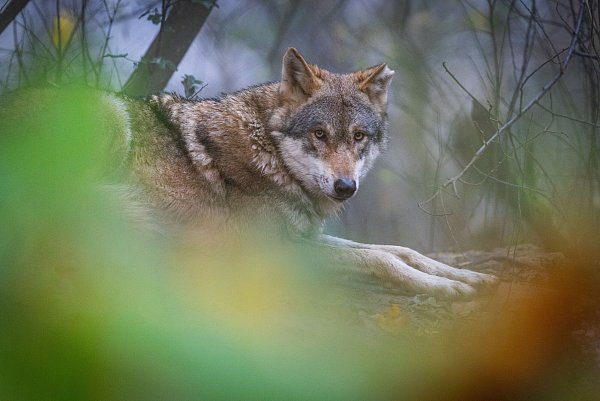 Tierpark Olderdissen im Nebel. - © Sarah Jonek