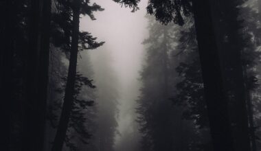 Hund in der Kälte festgebunden: Bielefelder Tierretterin jagt Halter durch den Wald