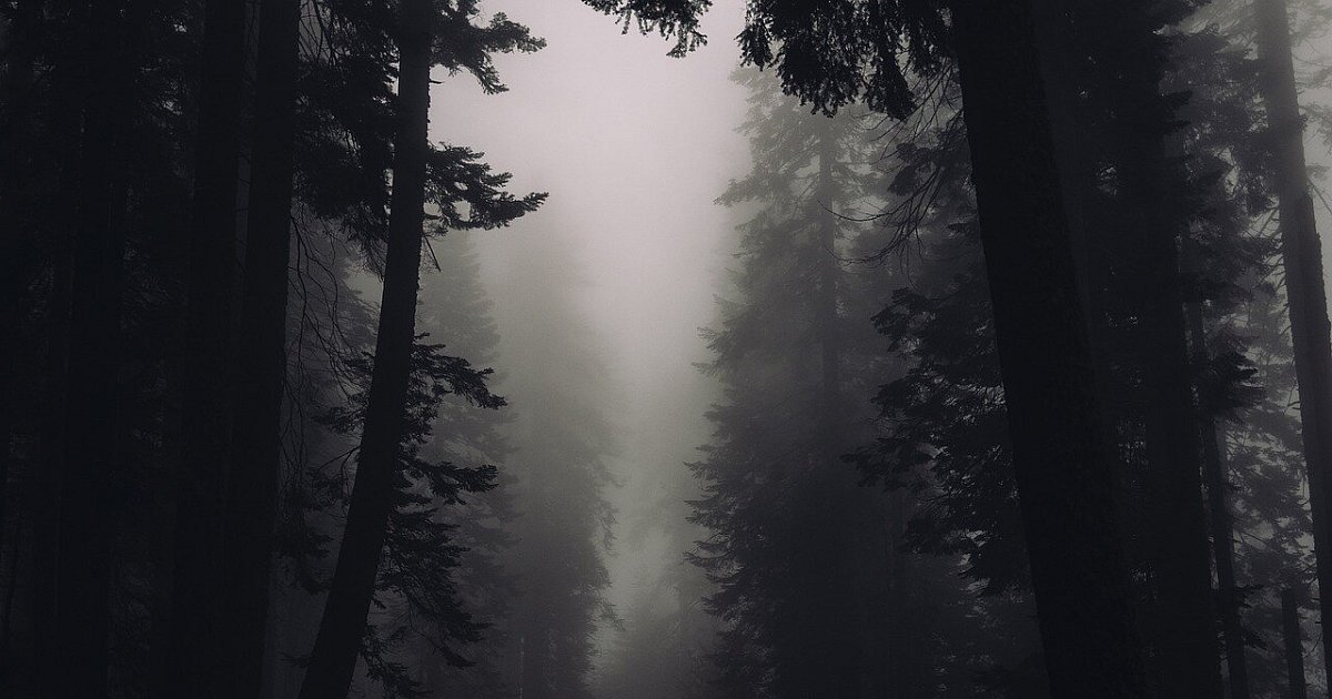 Hund in der Kälte festgebunden: Bielefelder Tierretterin jagt Halter durch den Wald