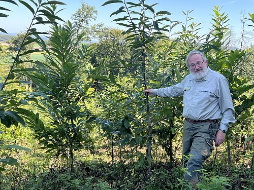 Der frührere Förster Johannes-Otto Lübke pflanzte in den vergangenen Jahren Esskastanien (Bild), aber auch Wildkirschen und Douglasien. - © Archiv/Anke Schneider