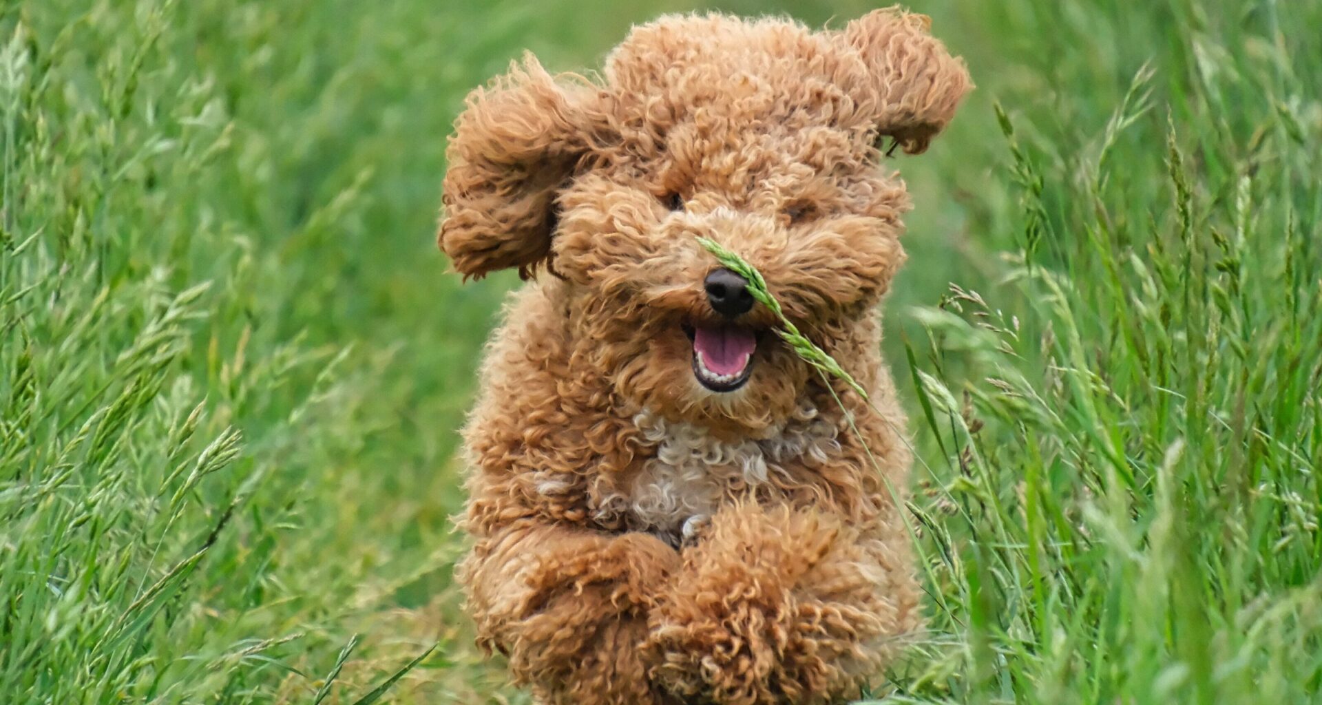 Ciao Bello: Anwohner-Protest scheitert, Steinhagens Hundewiese kann kommen | Haller Kreisblatt